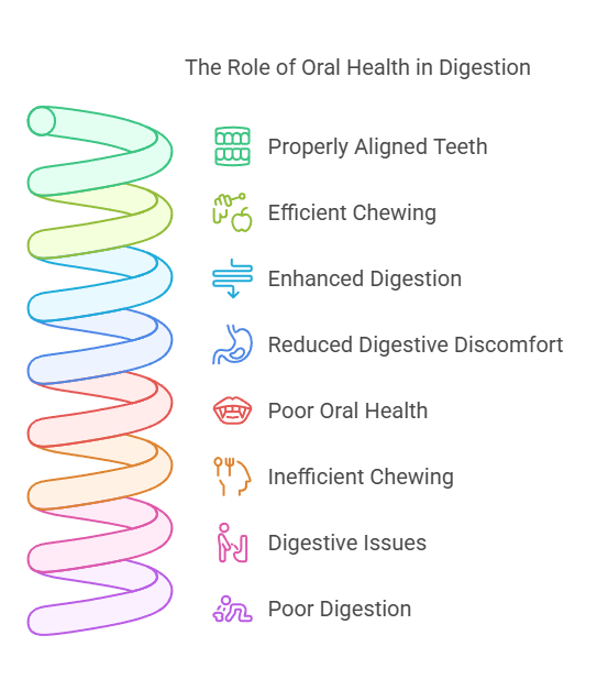 androsorthodontics.com The Role of Oral Health in Digestion