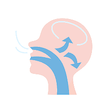 A diagram displays a human head in profile, illustrating airflow through the mouth, nose, and throat with arrows to show breathing pathways—highlighting how mouth breathing differs from nasal breathing. Andros Orthodontics in Pasco, WA uses such visuals to explain the differences.