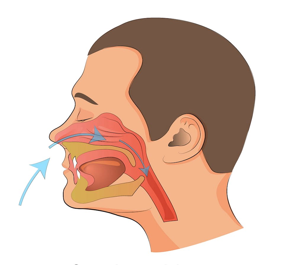 This cross-section illustration depicts the airflow path through the nasal cavity, mouth, and throat during inhalation, using arrows to show direction and emphasizing how a mouth breather may primarily draw air through the mouth. Andros Orthodontics in Pasco, WA offers insights into breathing patterns like these.